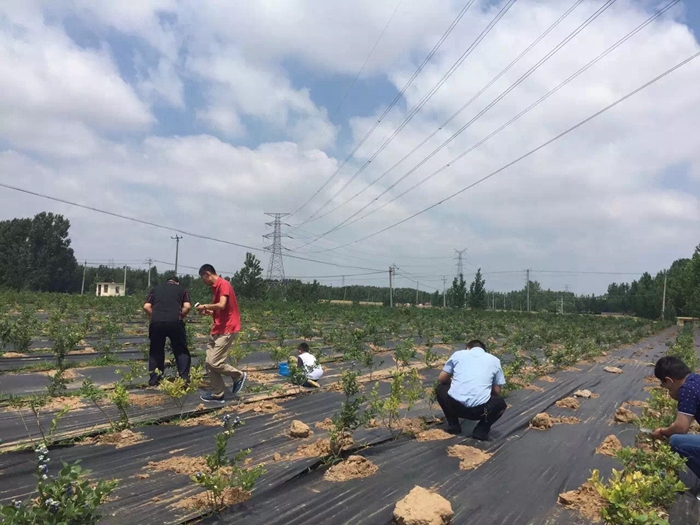 果树防草布